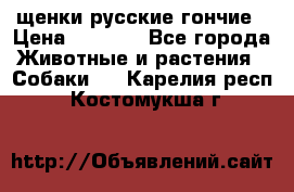 щенки русские гончие › Цена ­ 4 000 - Все города Животные и растения » Собаки   . Карелия респ.,Костомукша г.